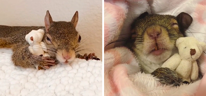 Arcpirítóan cuki: a mókus, aki csak kedvenc plüssmaciájával tud aludni – videó